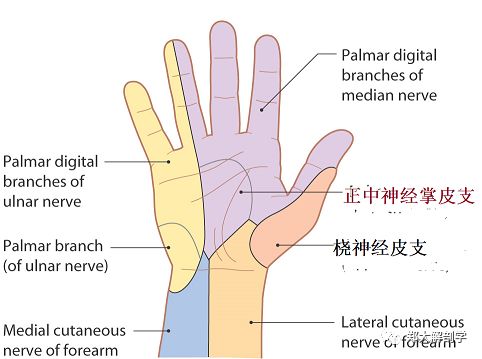 臂叢神經解剖其功能檢查觸診牽張二