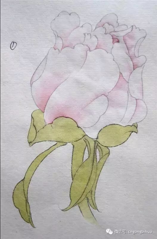 牡丹花苞画法紫郁绘制