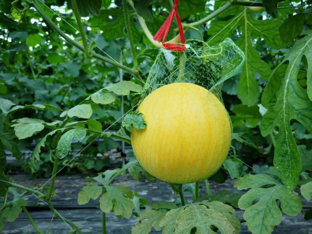 送福利冰淇淋西瓜绝版马铃瓜苹果西瓜平湖这些奇特西瓜你吃过吗