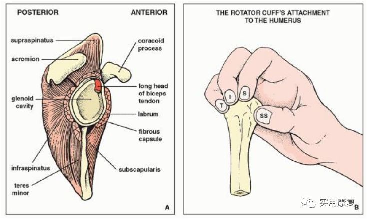 肩关节解剖与影像的联系