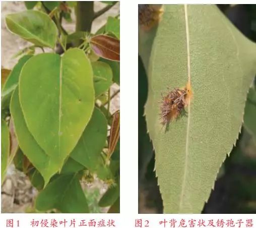 【植保】梨树锈病多是病菌传播惹的祸!_孢子