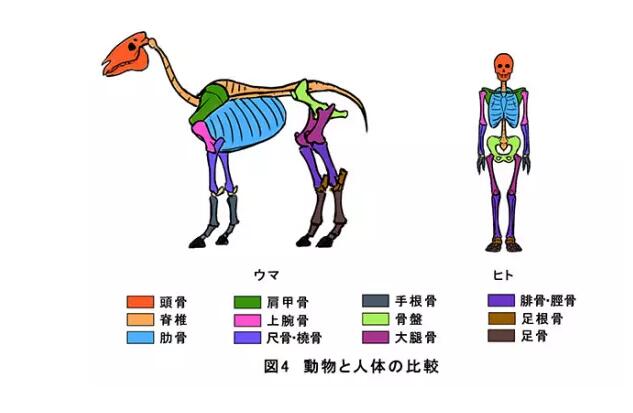动物怎么画?学会人体结构,绘画真的很简单!