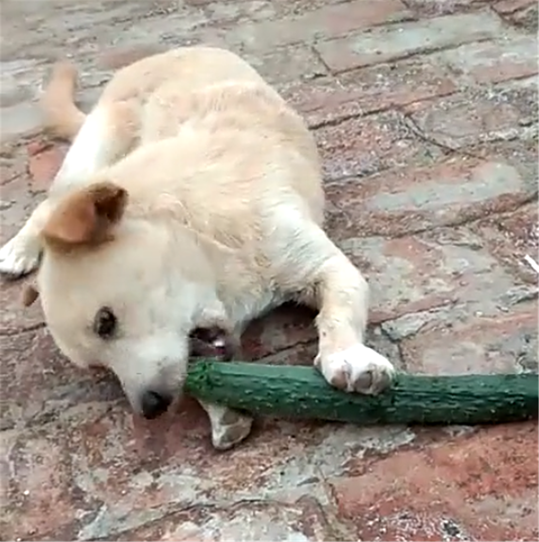 田园犬到菜地偷黄瓜 架势稳准狠 狗 自己动手丰衣足食 阿倩