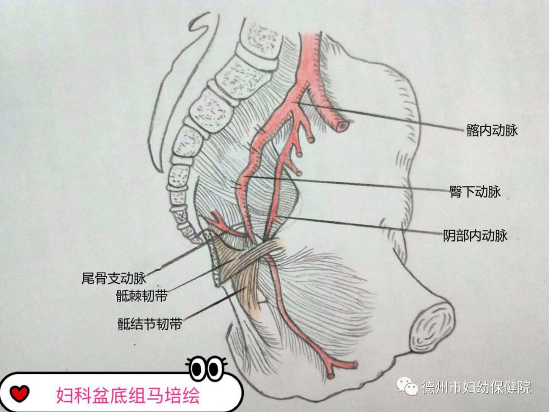 杨贵霞主任带领她的团队成功为一子宫脱垂病人完成经阴骶棘韧带悬吊术