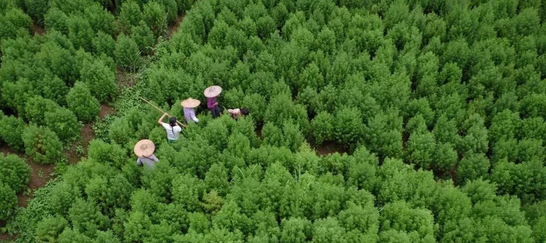 资料图:广西柳州市融安县泗顶镇青蒿种植基地.