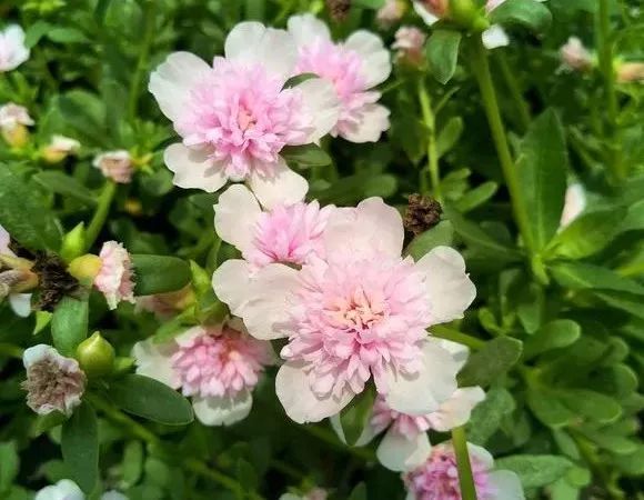 每日一花太阳花粉重楼花色粉红重瓣阔叶