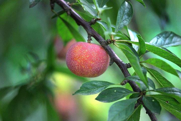 可以吸着吃的槜李熟了桐乡槜李王诞生