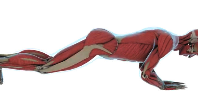 钻石俯卧撑,强化肱三头肌和胸肌的动作