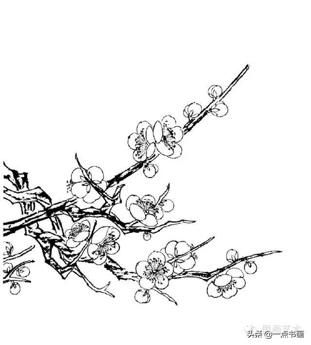 素描梅花的画法图片