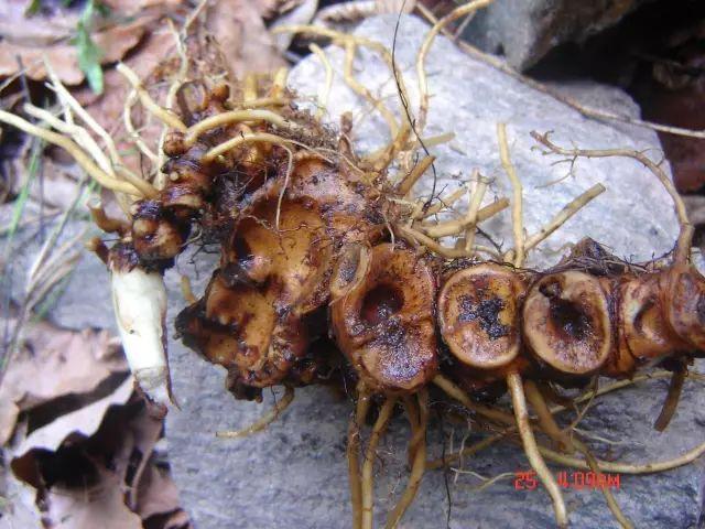 窝儿七入药的根部太白"七药"的功能大致有七:一活血,二止痛,三止血,四