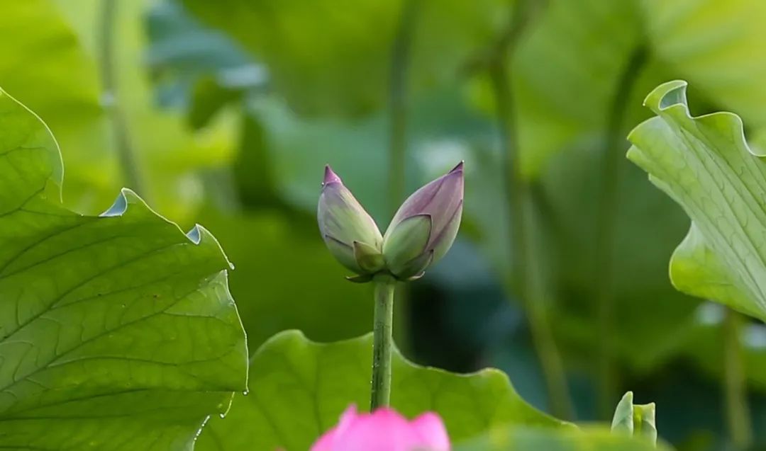 已发现10朵并蒂莲2019深圳荷花展闭幕倒计时爱花的你还没来吗