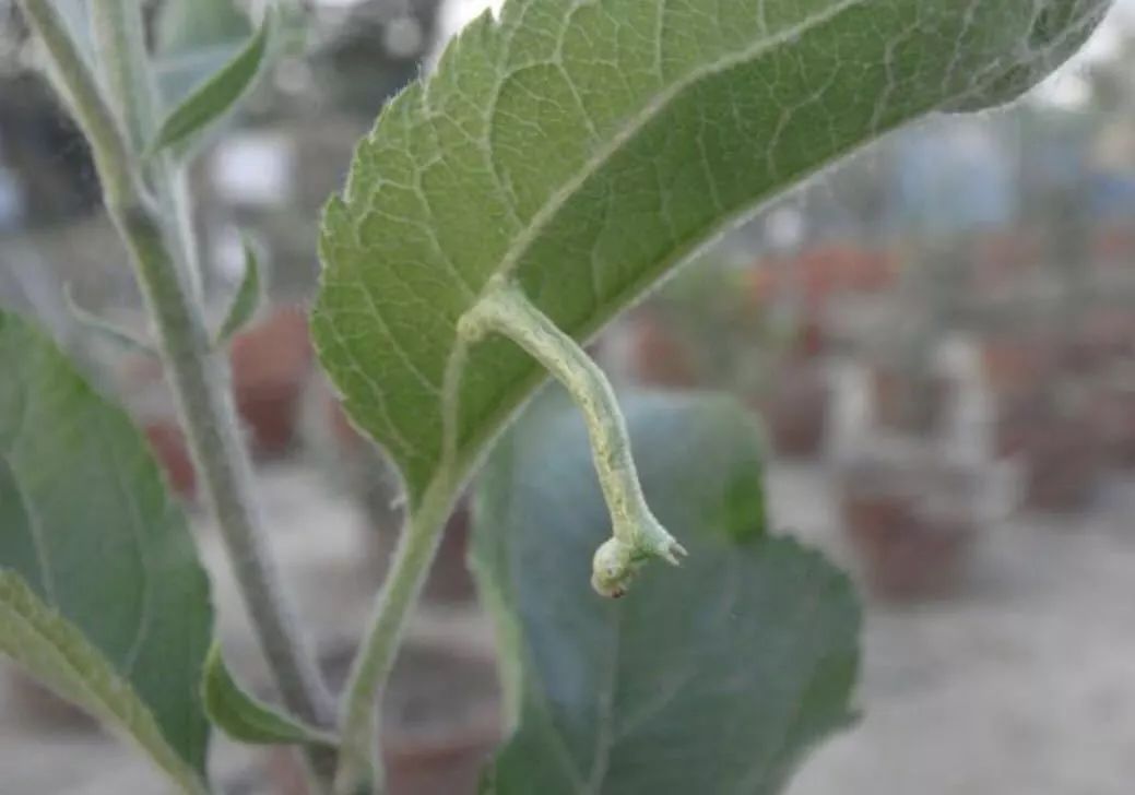 黄刺蛾舟形毛虫乌桕毒蛾角斑古毒蛾斜纹夜蛾旋纹潜叶蛾苹果卷叶蛾梨小