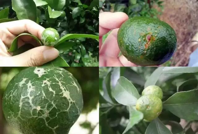 柑橘白癞病的防治方法视频(柑橘白赖病怎么治疗)