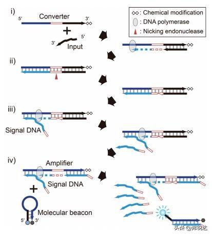 日本科学家建立新式PCR扩增方法,能在常温37°C快速扩增DNA_研究