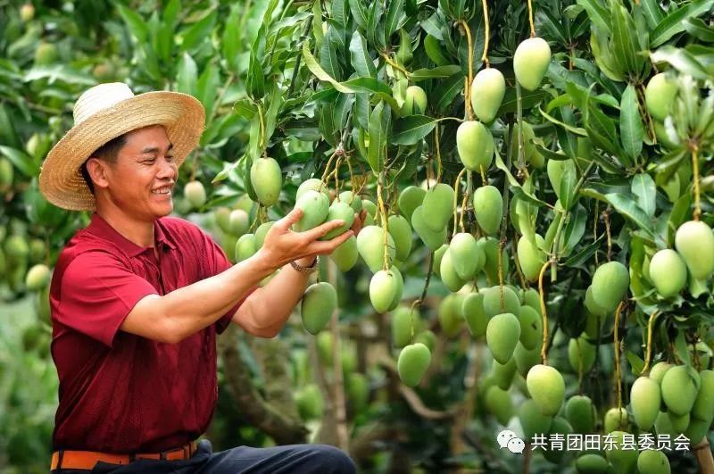 青春公益 芒果織夢 | 用芒果裝點山區孩子的夢!_田東