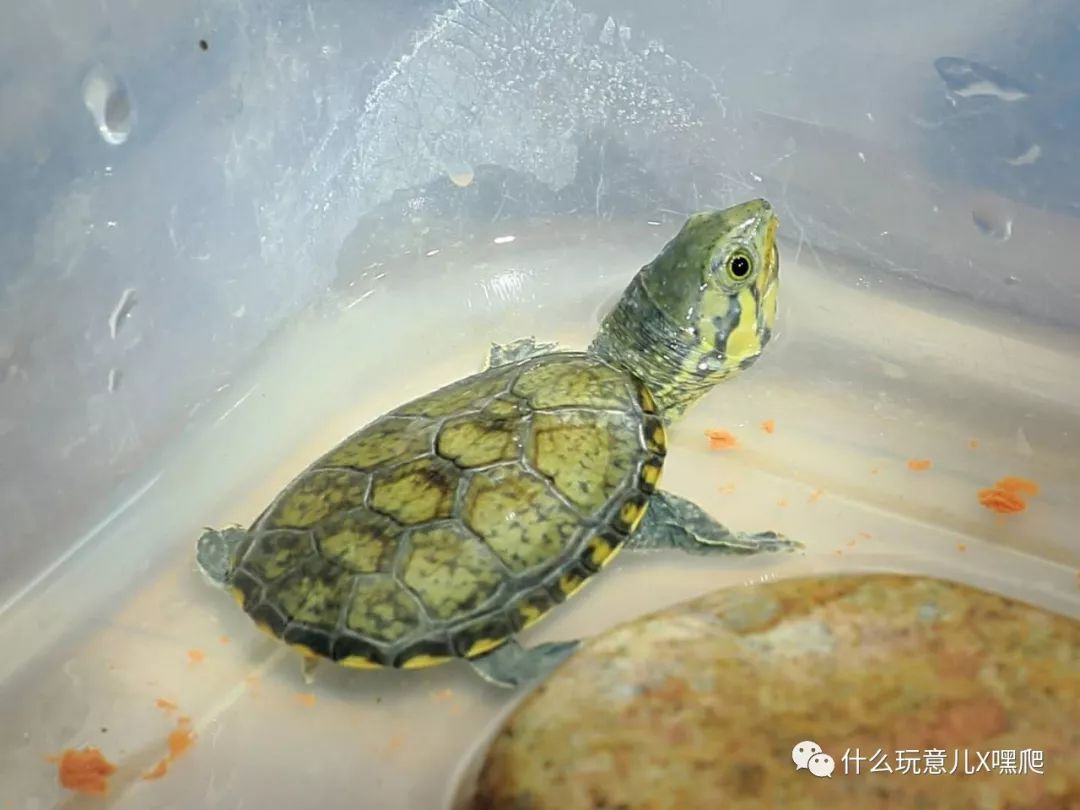 野生成体窄桥调养指南