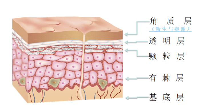 皮肤结构 中胚层图片