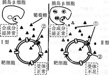 胰島b細胞功能逐漸減弱是發病重要原因糖尿病是一種逐漸發展性的疾病