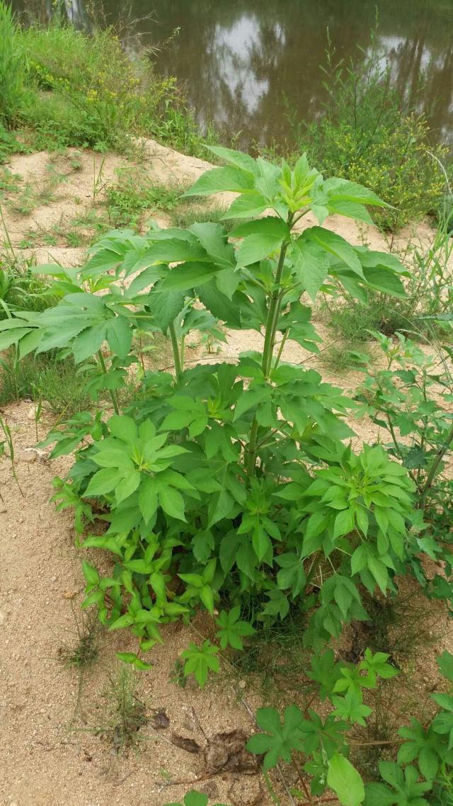 原創惡性毒草三裂葉豚草驚現大連普蘭店區王山頭河畔