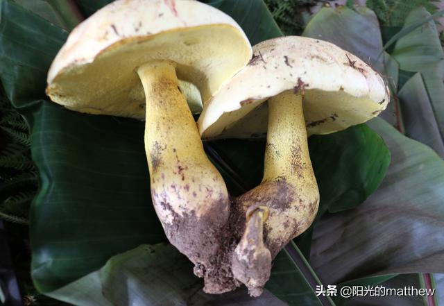 云南野生菌简介图片