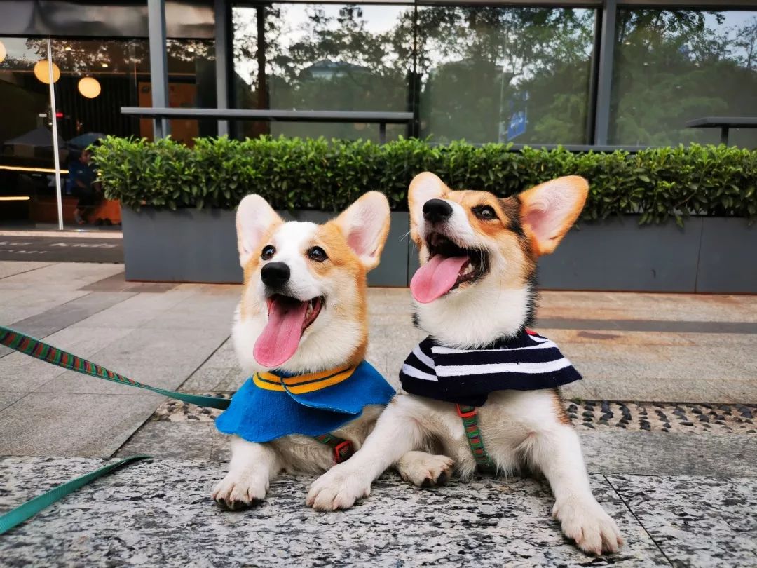 福州首家柯基咖啡馆遍地小柯基满场马达臀萌翻