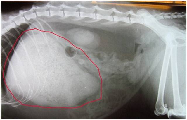 沙雕网友如此给猫舔毛猫我可真谢谢你