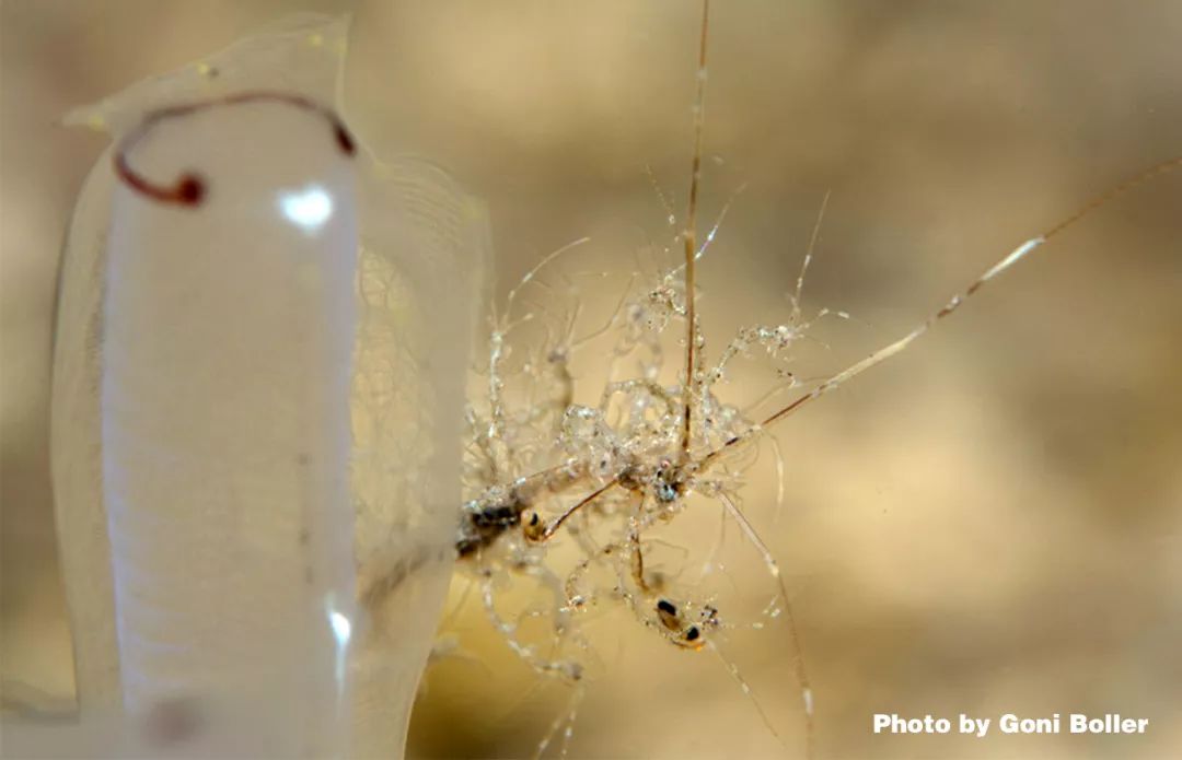 物种以毫米论英雄的骷髅虾