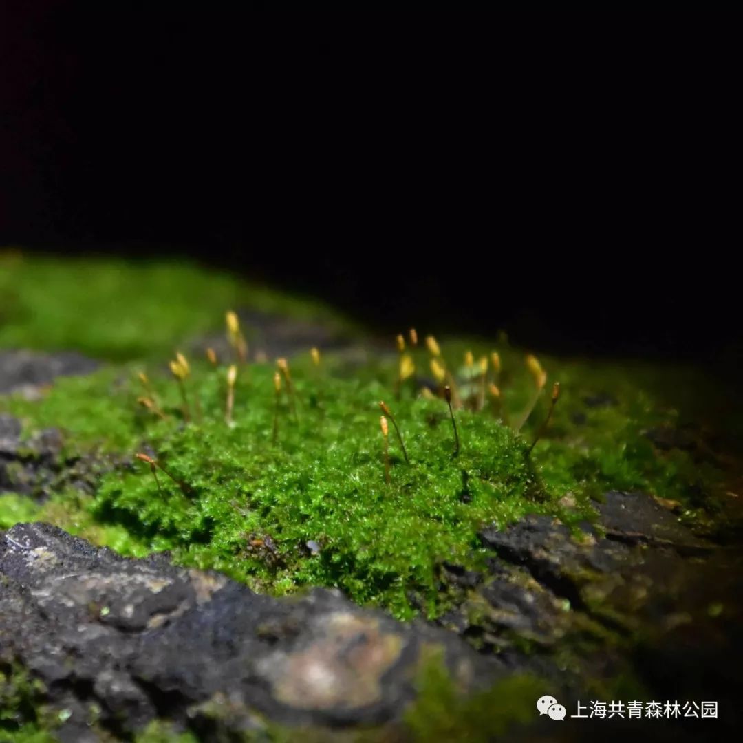 顽强生长的苔藓晶莹剔透的桃胶土蝽若虫蜗牛柳叶马鞭草上的小地老虎