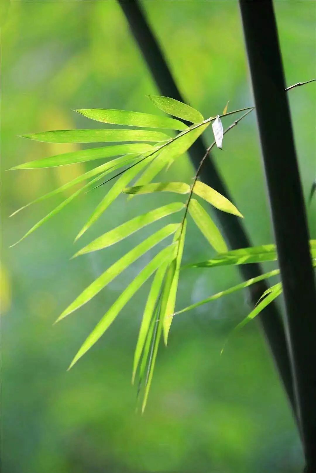 葫芦丝月光下的凤尾竹淡雅愉悦悠扬