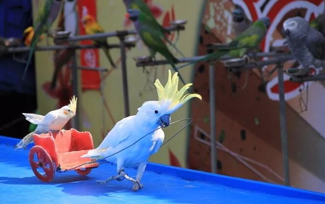 绍兴又添新去处仅需399元就能畅玩镜湖动物王国暑期遛娃不容错过