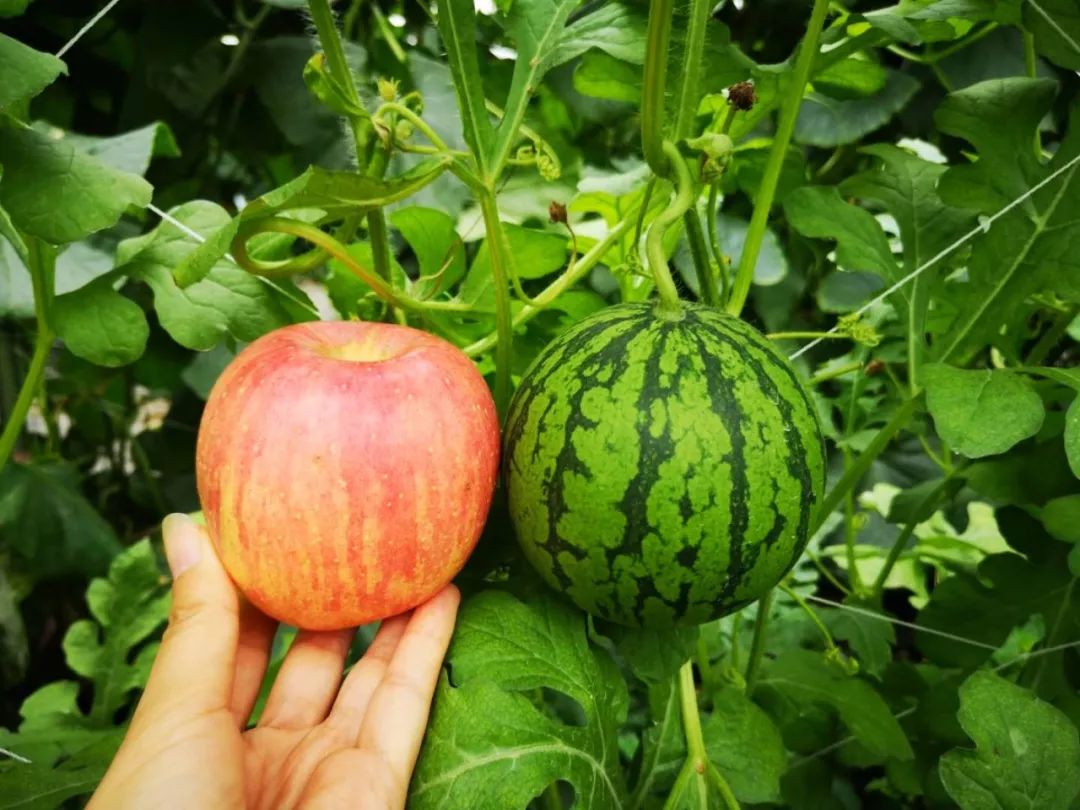 送福利冰淇淋西瓜绝版马铃瓜苹果西瓜平湖这些奇特西瓜你吃过吗