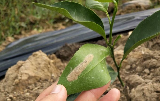 今年斜纹夜蛾发期提前了防治迫在眉睫