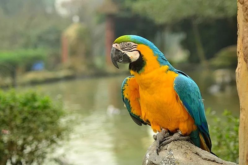 绍兴又添新去处仅需399元就能畅玩镜湖动物王国暑期遛娃不容错过