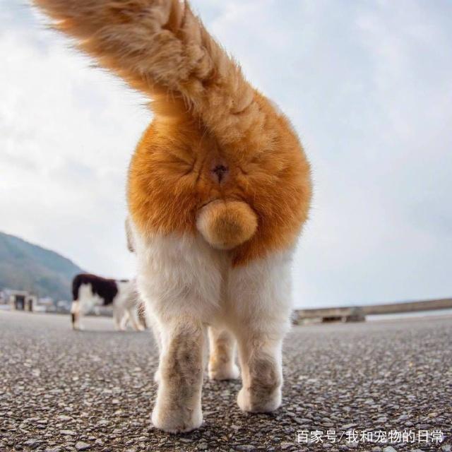 来吸一波猫咪黄金蛋猫蛋是真的可爱