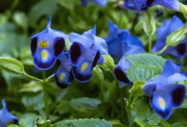 园艺种植夏堇花耐热又耐晒从夏开到秋好看又好养一株也能开爆盆