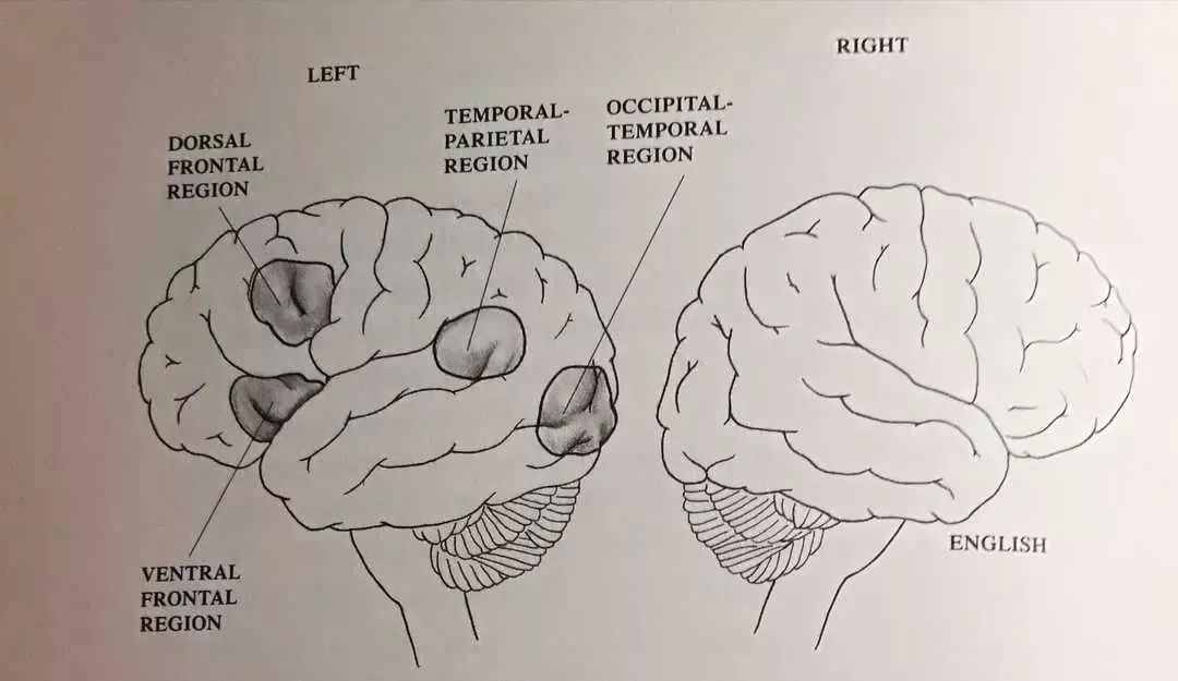 孩子不爱阅读脑科学实验揭示阅读脑真相