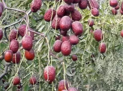 古时候,灰枣是拿来专门进贡的只有宫里的皇后,贵妃娘娘才能品其一二