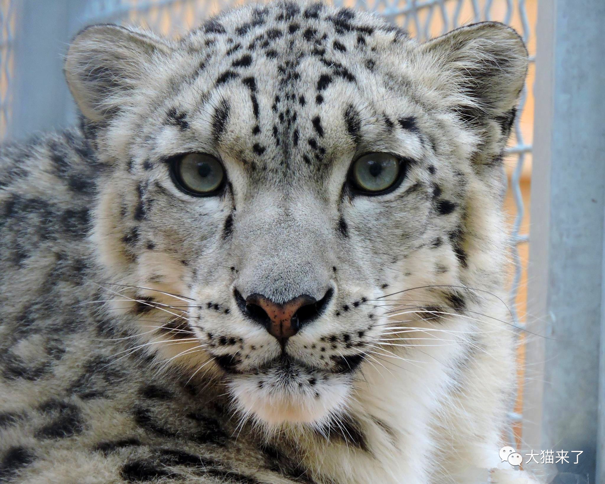 在这个看动物看脸的时代,很多人关注的是雪豹的长相
