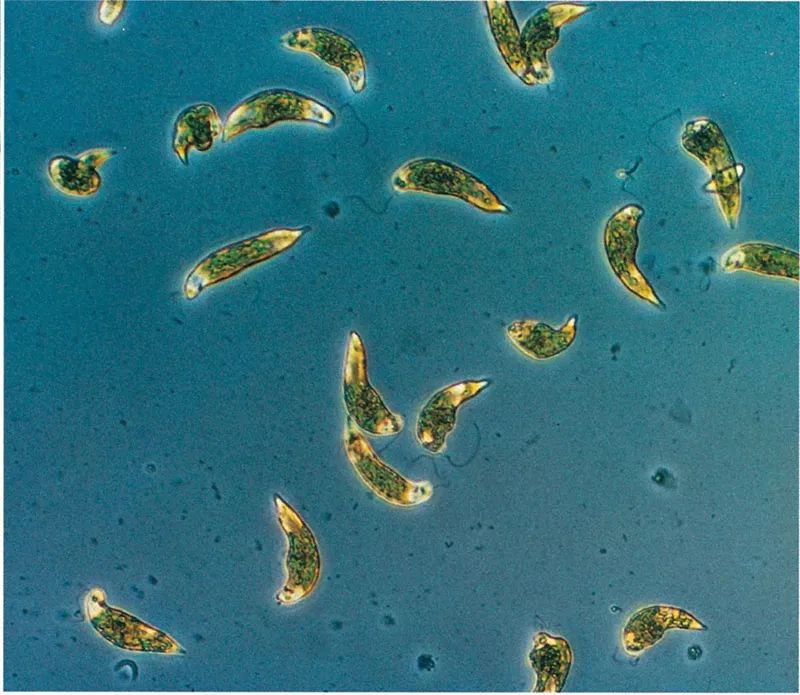 生物的进化单细胞生物二