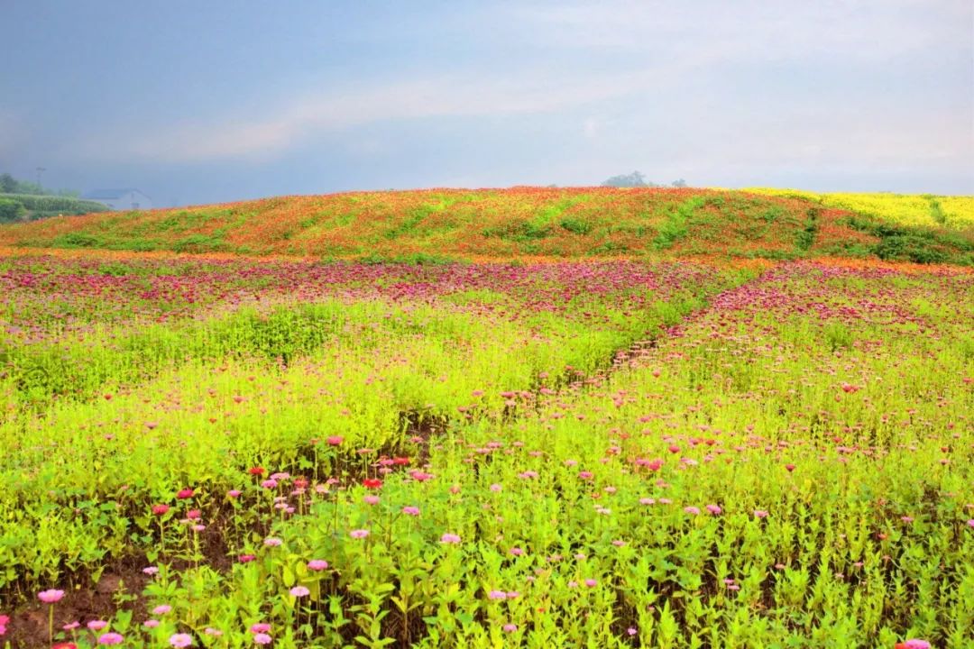周末去哪儿去白坪飞龙梦田花海咔咔咔