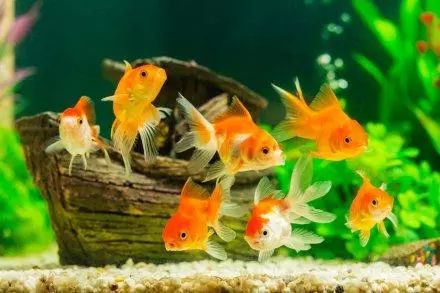 登录查看大图