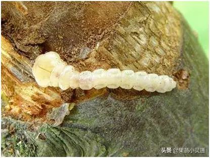 树皮爆裂树体干枯专欺老弱树的柑橘爆皮虫你了解吗一起看看