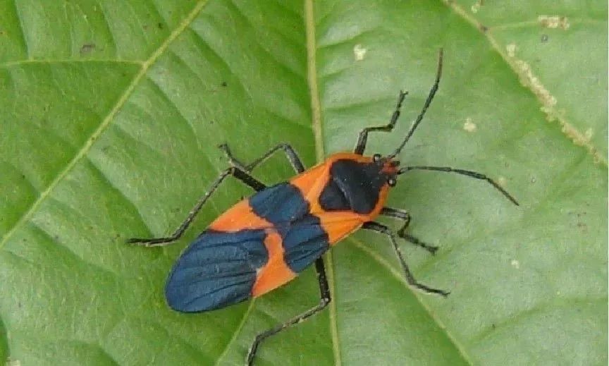 害虫捕食军队——小花蝽作为捕食性瓢虫的一员,异色瓢虫对蚜虫,叶螨