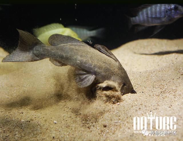 牛头鸭嘴类图鉴