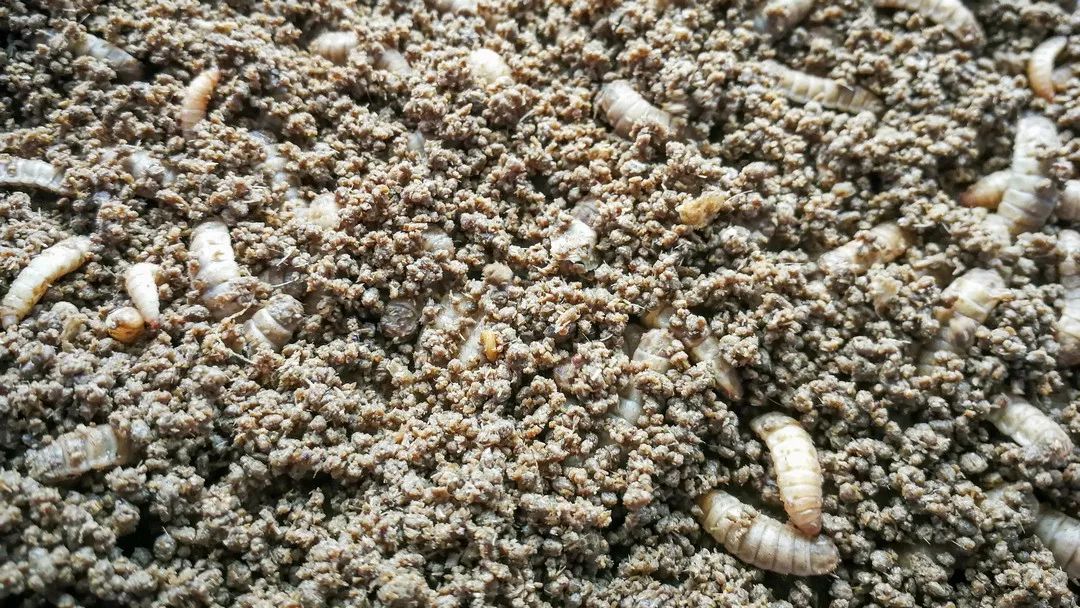 与此同时,养殖黑水虻幼虫的饲料是经过预处理的餐厨垃圾,不但保证了