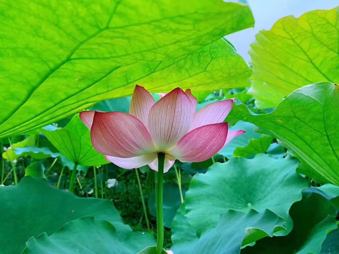 美到窒息宁远万亩荷花开了错过等一年