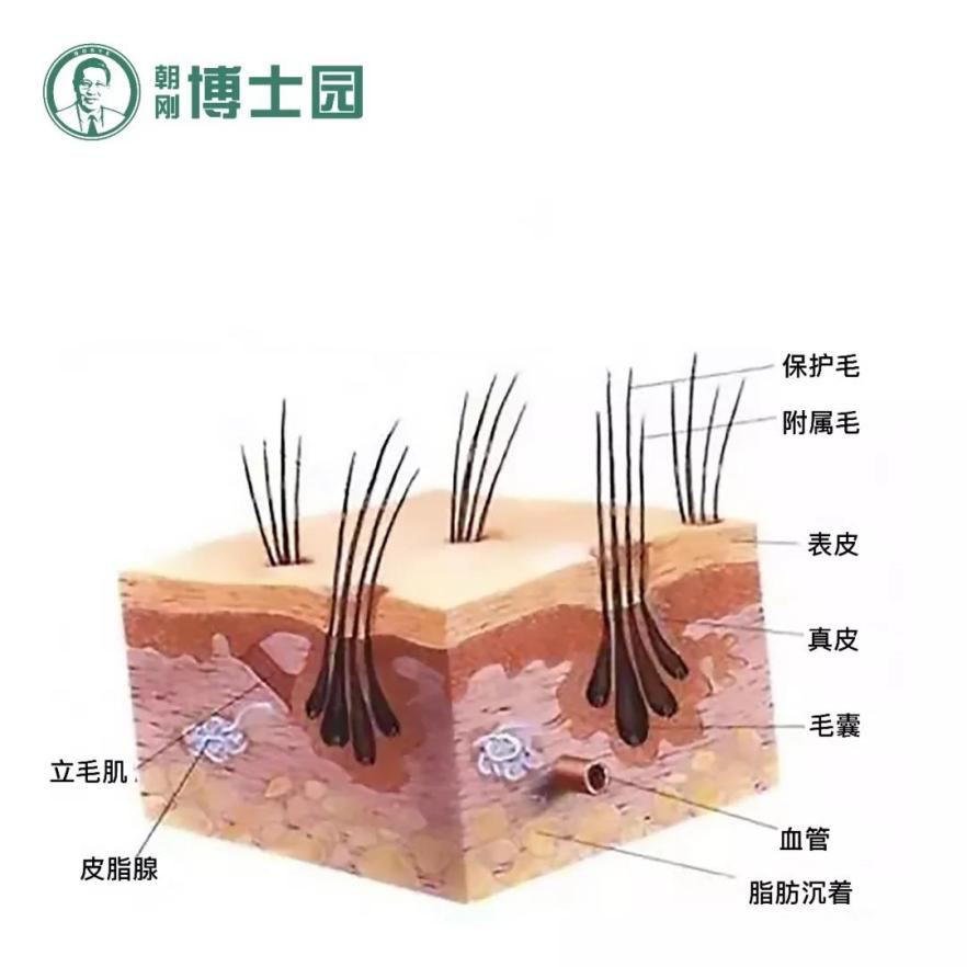 不易脫落 茁壯健康毛囊資源較頭部其他部位毛囊來說