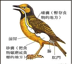 脊椎动物鸟类的胃分为前胃和砂囊两部分.砂囊又称"肌胃".