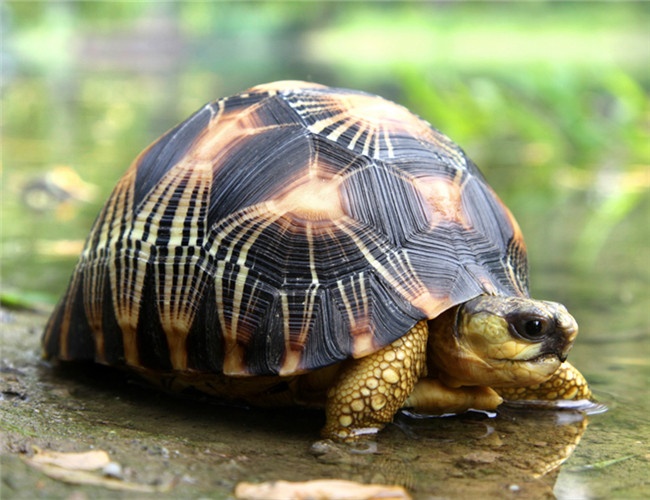 你知道哪些陆龟适合人工饲养吗