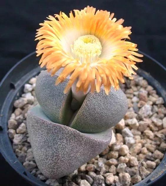 石生花绝美娇艳